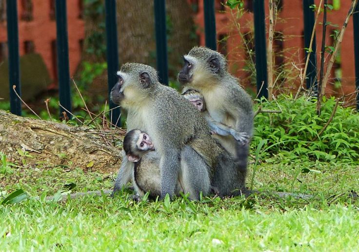 Two vervet monkeys each with baby