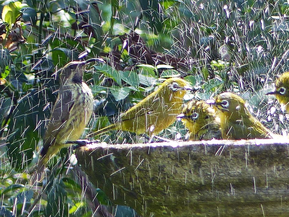 Sunbird-Cape-White-eyes-splashing-birdbath