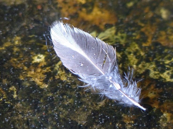 Floating-feather-wildlife-garden