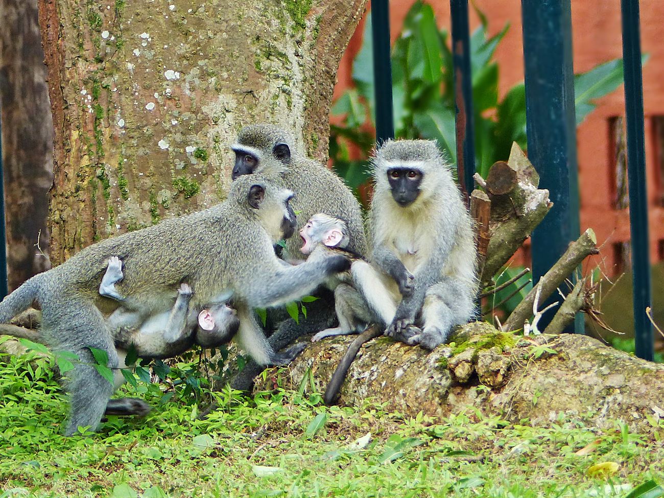 Vervet monkey snatches another monkey's baby