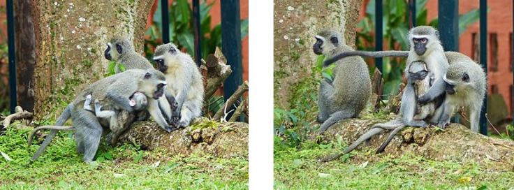 Vervet monkey mother takes second baby