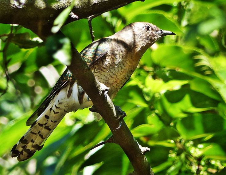 African-Emerald-Cuckoo-female