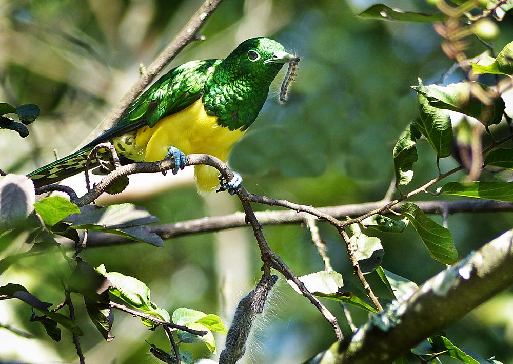 Emerald cuckoo eating caterpillar