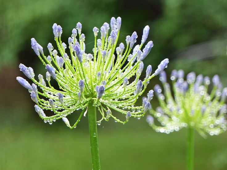 Agapanthus lilies indigenous garden South Africa