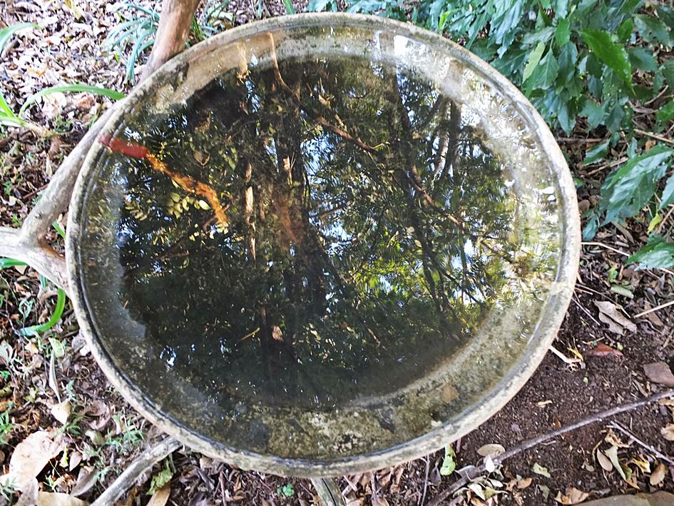 bird-bath-reflecting-trees-wildlife-garden