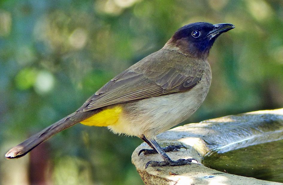 Dark-capped-bulbul-drinking