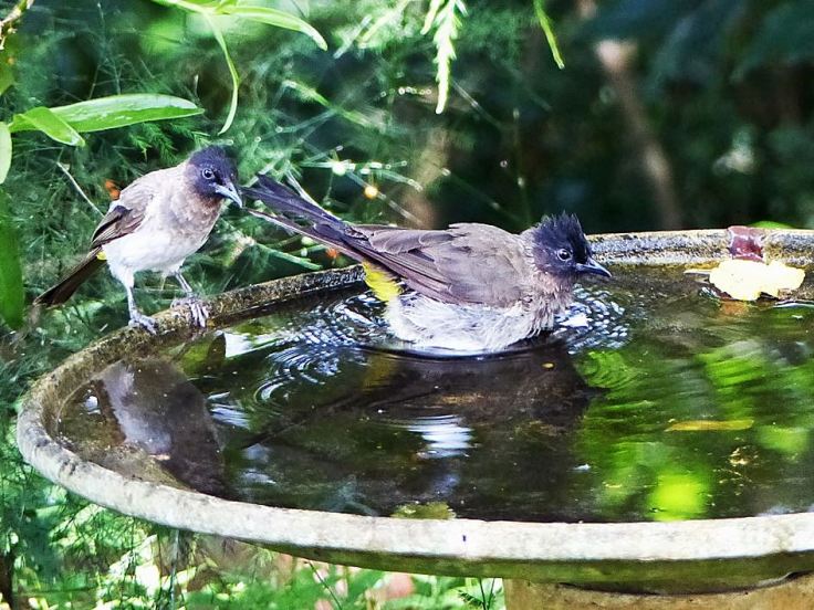 Dark-capped-bulbuls-bird-bath-suburbia