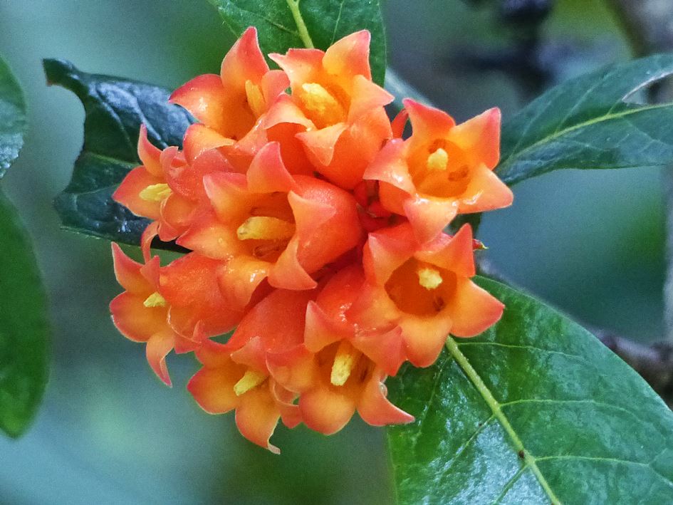 Wild pomegranate indigenous garden