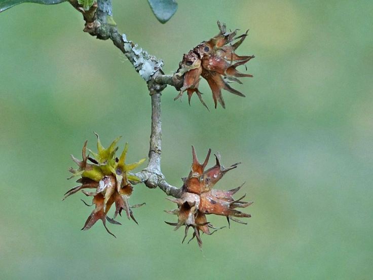 Wild pomegranate seeds indigenous garden