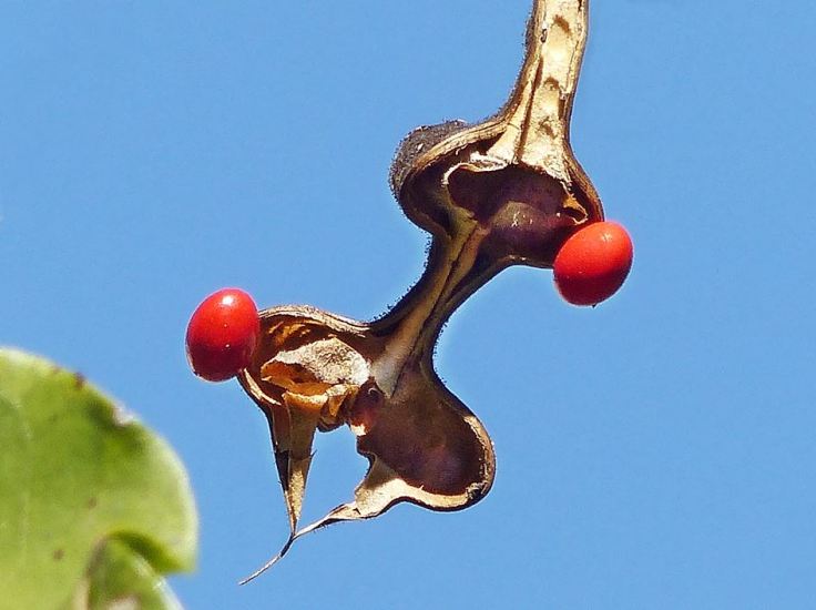 Queen of the Forest seed pod indigenous garden