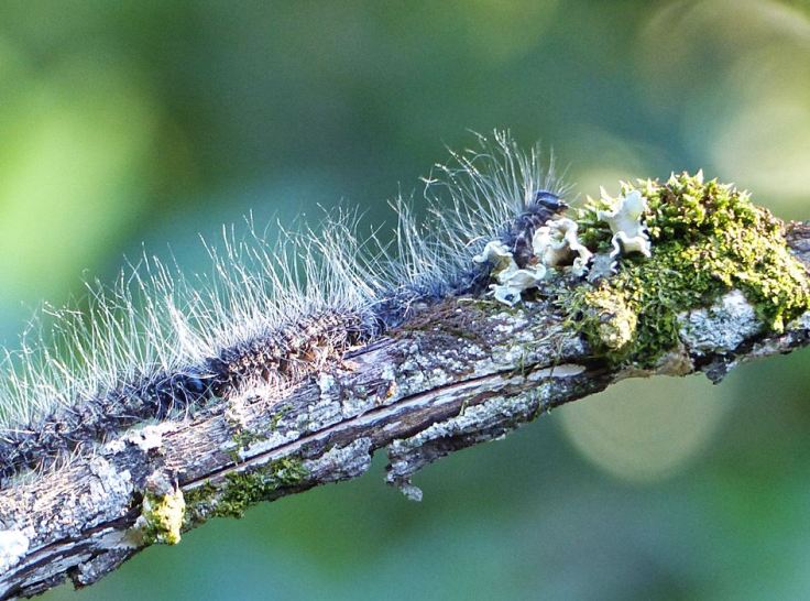 Processionary caterpillars in line on branch