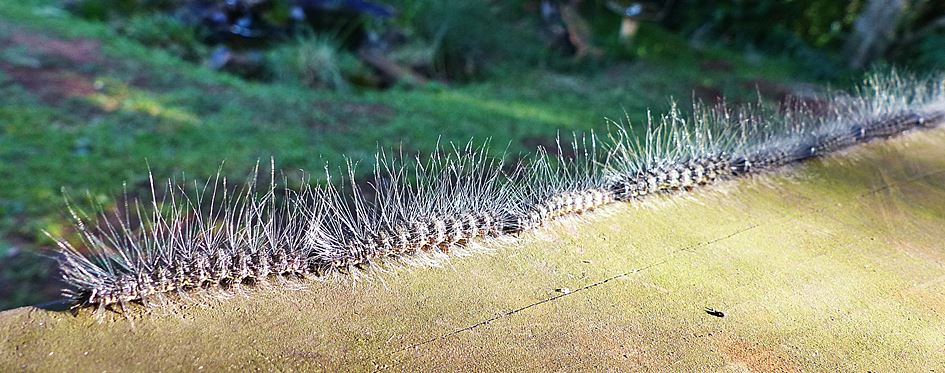 Procession of caterpillars in indigenous garden