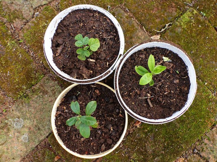 Transplanted seedlings in pots