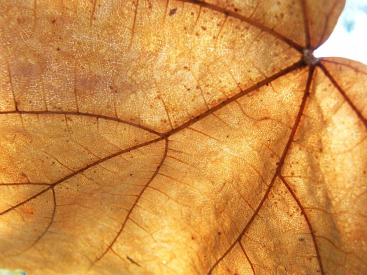 Leaf structure in close up