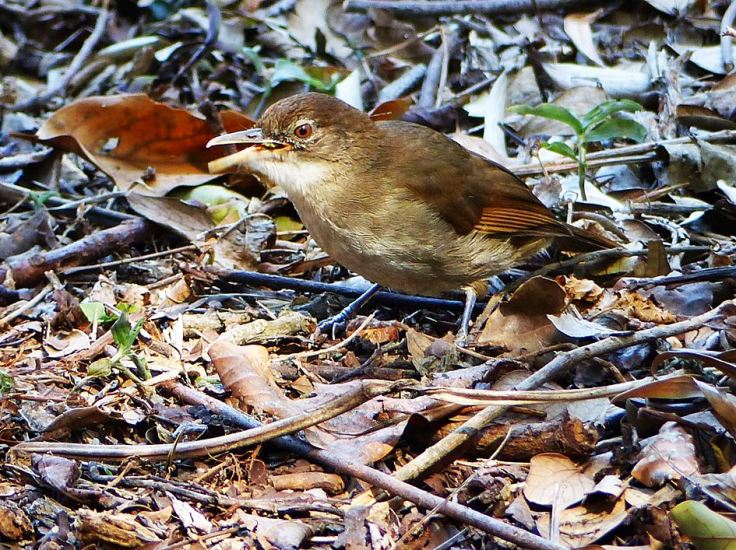 Terrestrial brownbul feeding in indigenous garden