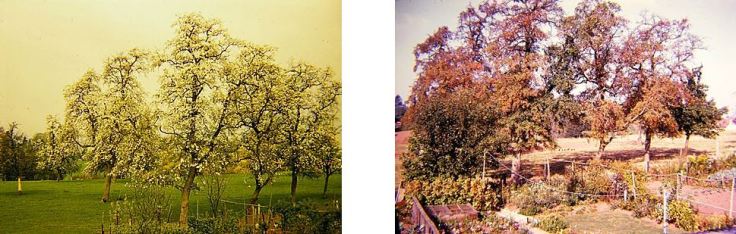 Field with trees in spring and autumn