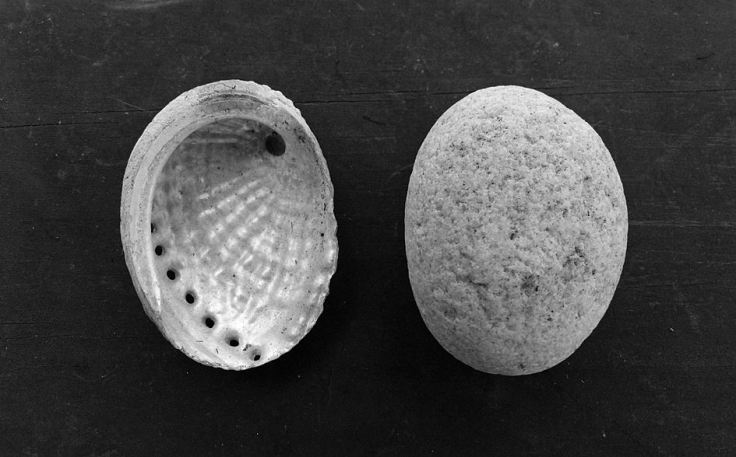 Shell next to a pebble