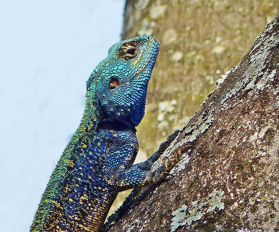 Blue-headed-lizard-tree