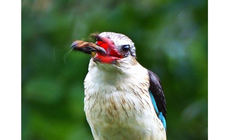 Brownhooded Kingfisher swallowing cricket