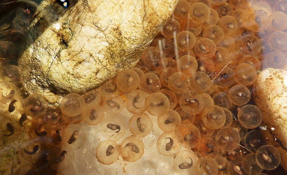Frog's eggs transforming to tadpoles