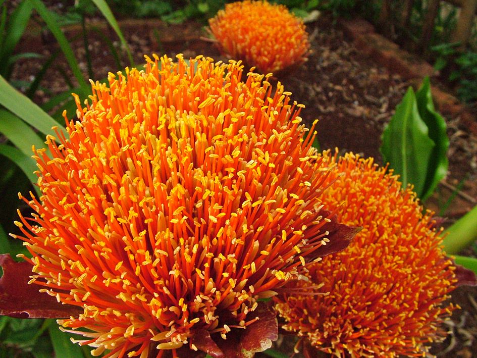 Scadoxus puniceus in flower