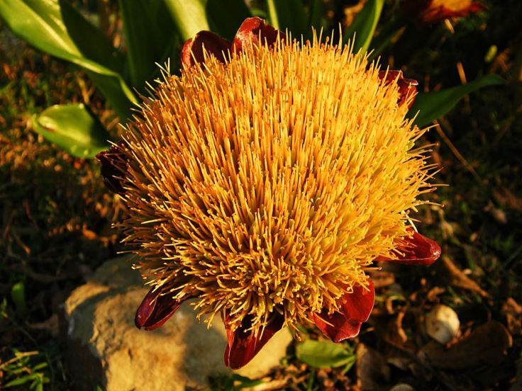 Paintbrush-Lily-in-wildlife-garden