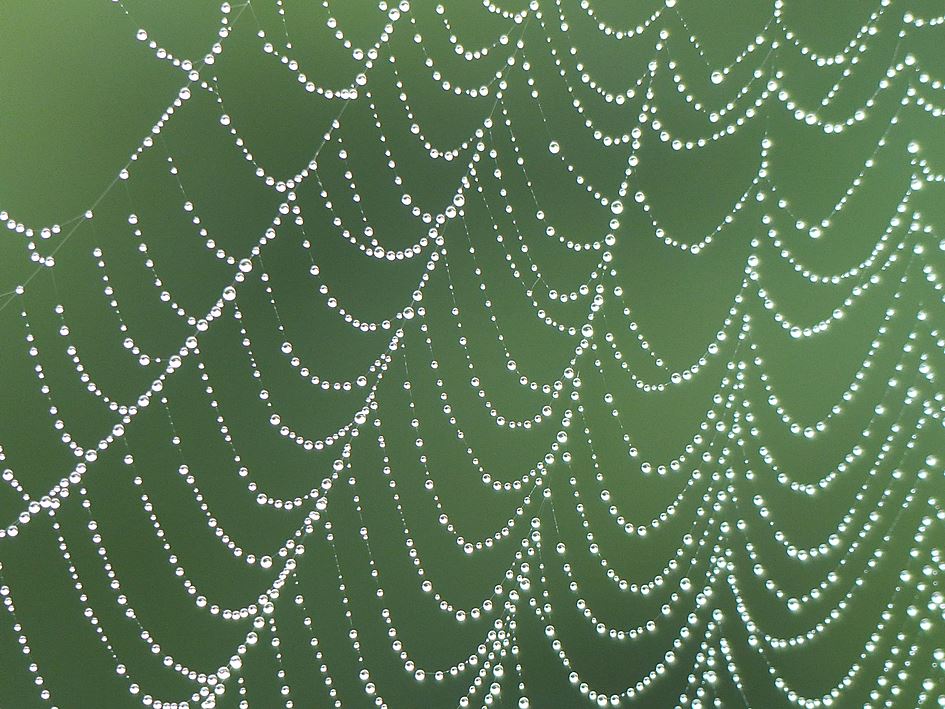 Pearls of raindrops strung on spiderweb
