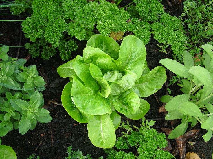 vegetable-garden-5