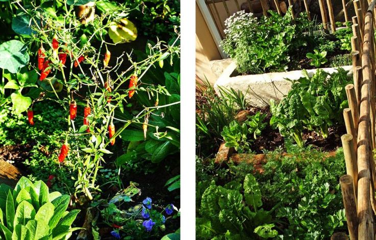 Mixed vegetable garden