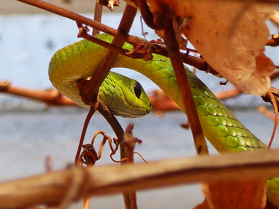 Natal Green Snake in suburban garden