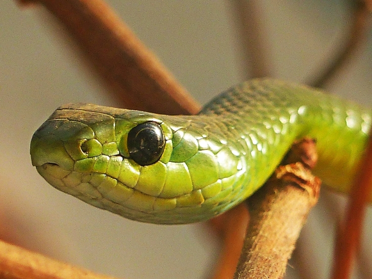 Natal Green Snake South Africa