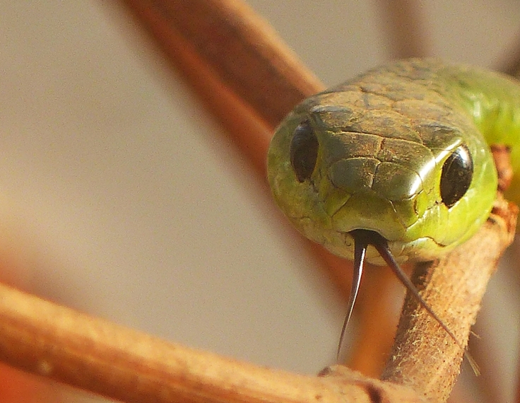 Natal Green Snake "scenting" with its tongue