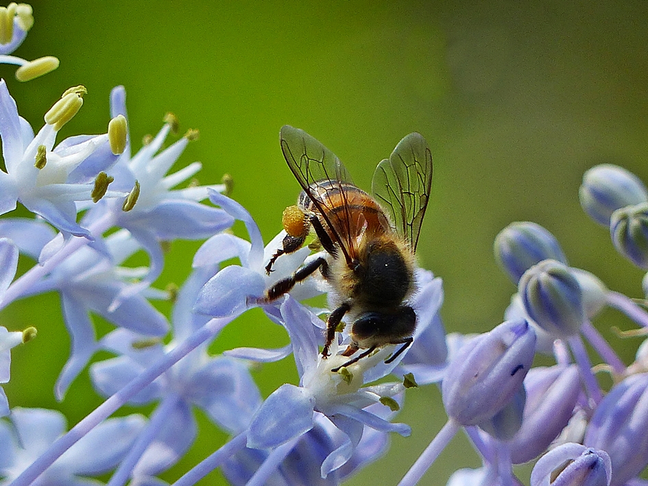 Honeybee collecting nectar and pollen