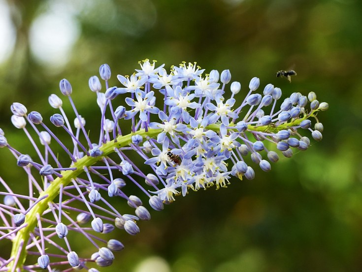 Blue Squill in suburban garden South Africa