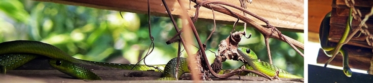 natal-green-snakes-pair