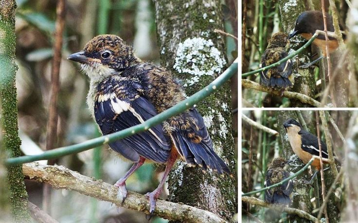 Fledgling Southern Boubou being fed by parent