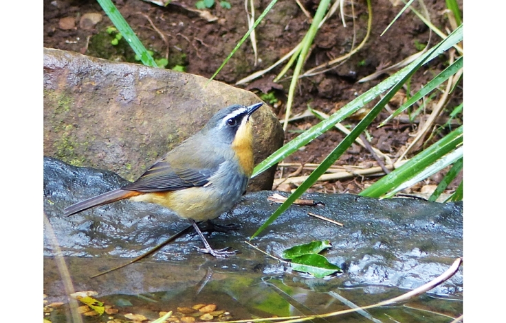 Cape Robin-Chat in garden pond