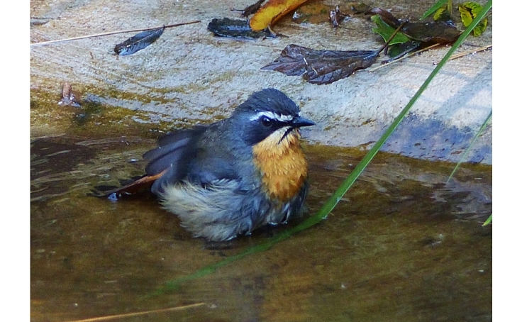 Cape Robin-Chat bathing