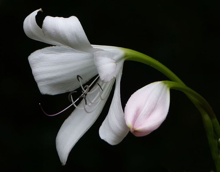 Decorative flower and bud of a crinum lily