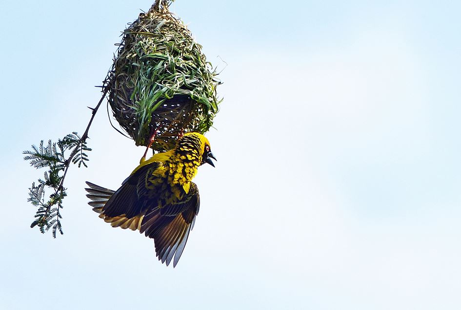 Masked weaver displaying on nest