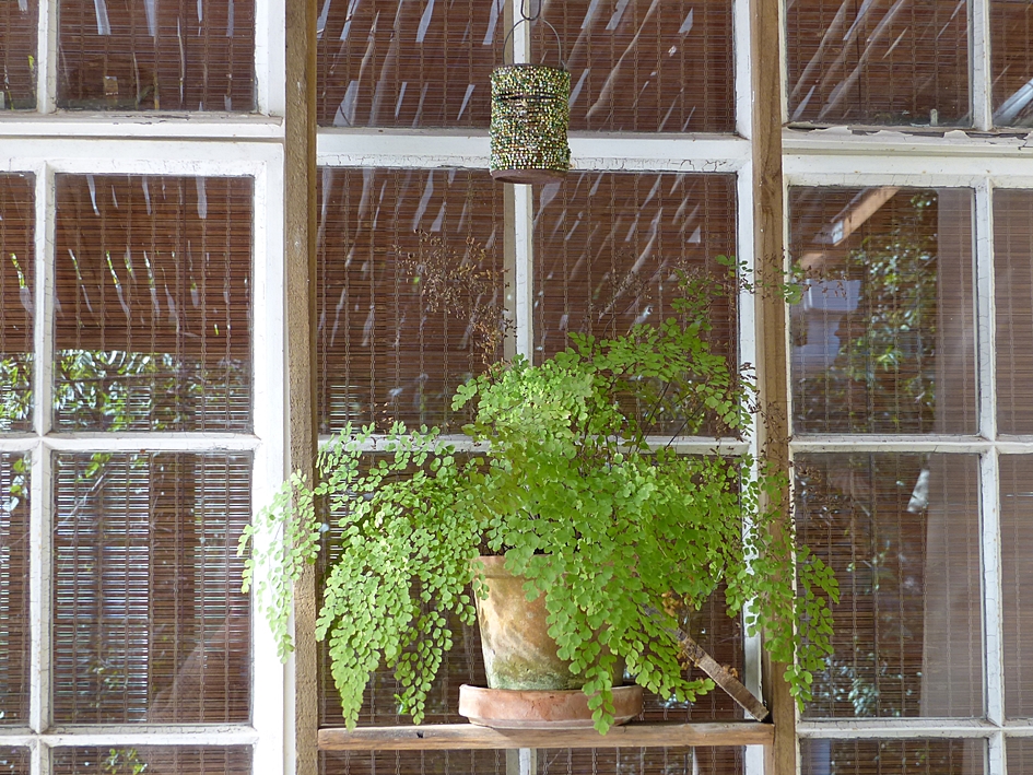Maidenhair fern on the veranda