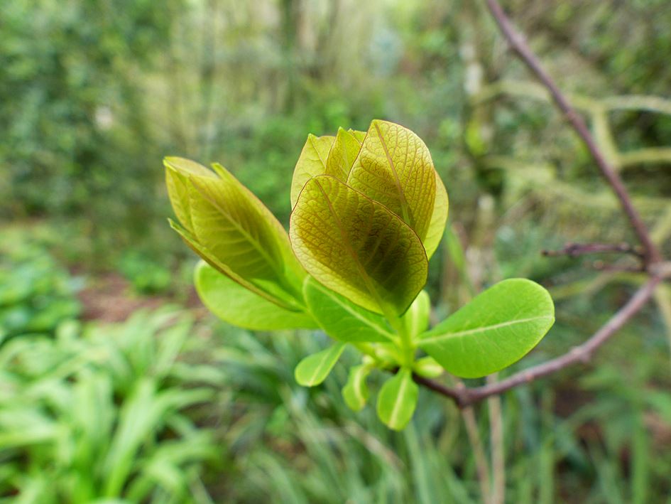 Spring leaves emerging after winter