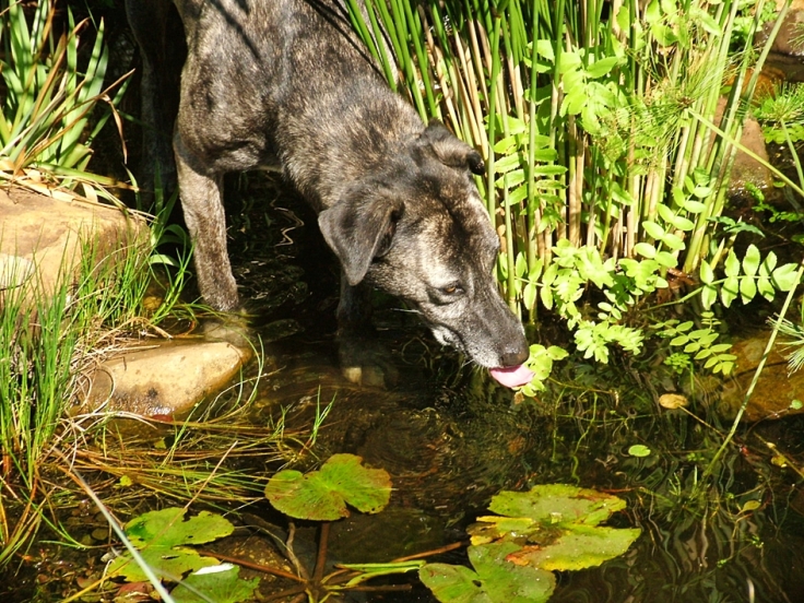 Africanis dog drinking from garden pond