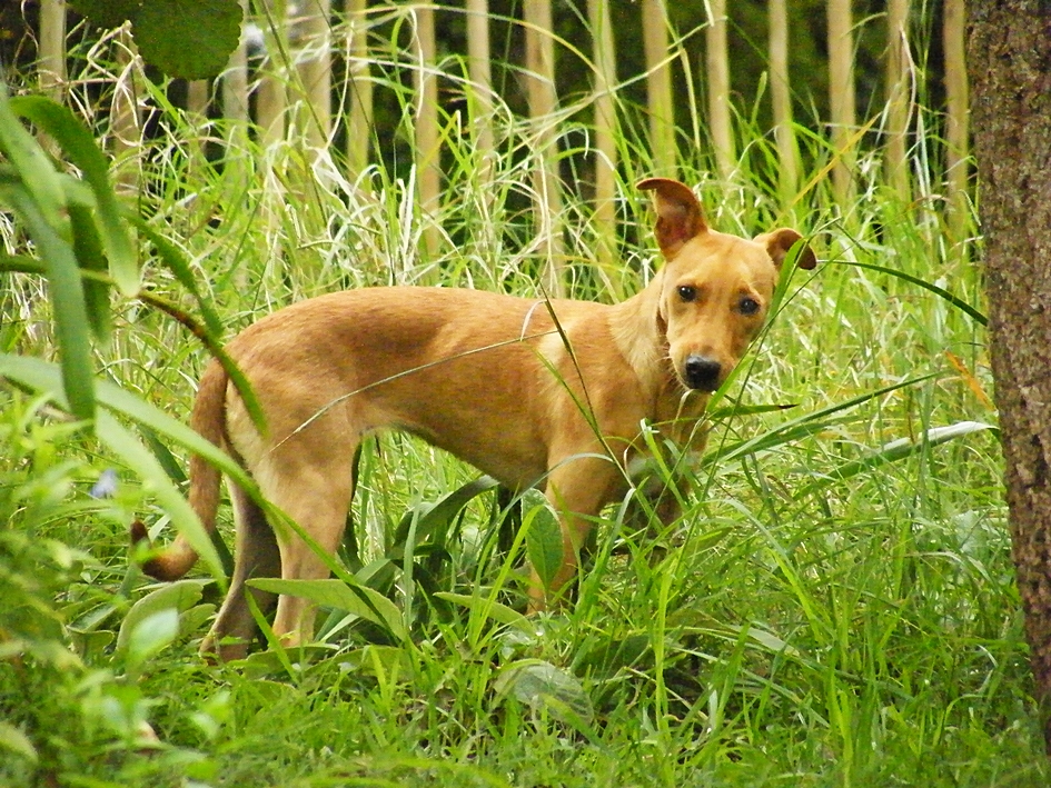 Wildlife gardeners, dogs and other animals – letting nature back in