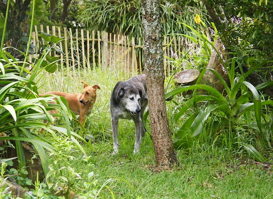 Dogs in mini-grassland in wildlife garden