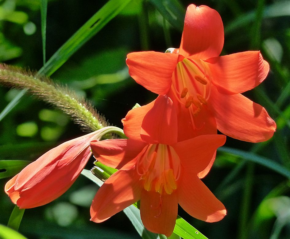 Inanda Lily South African garden