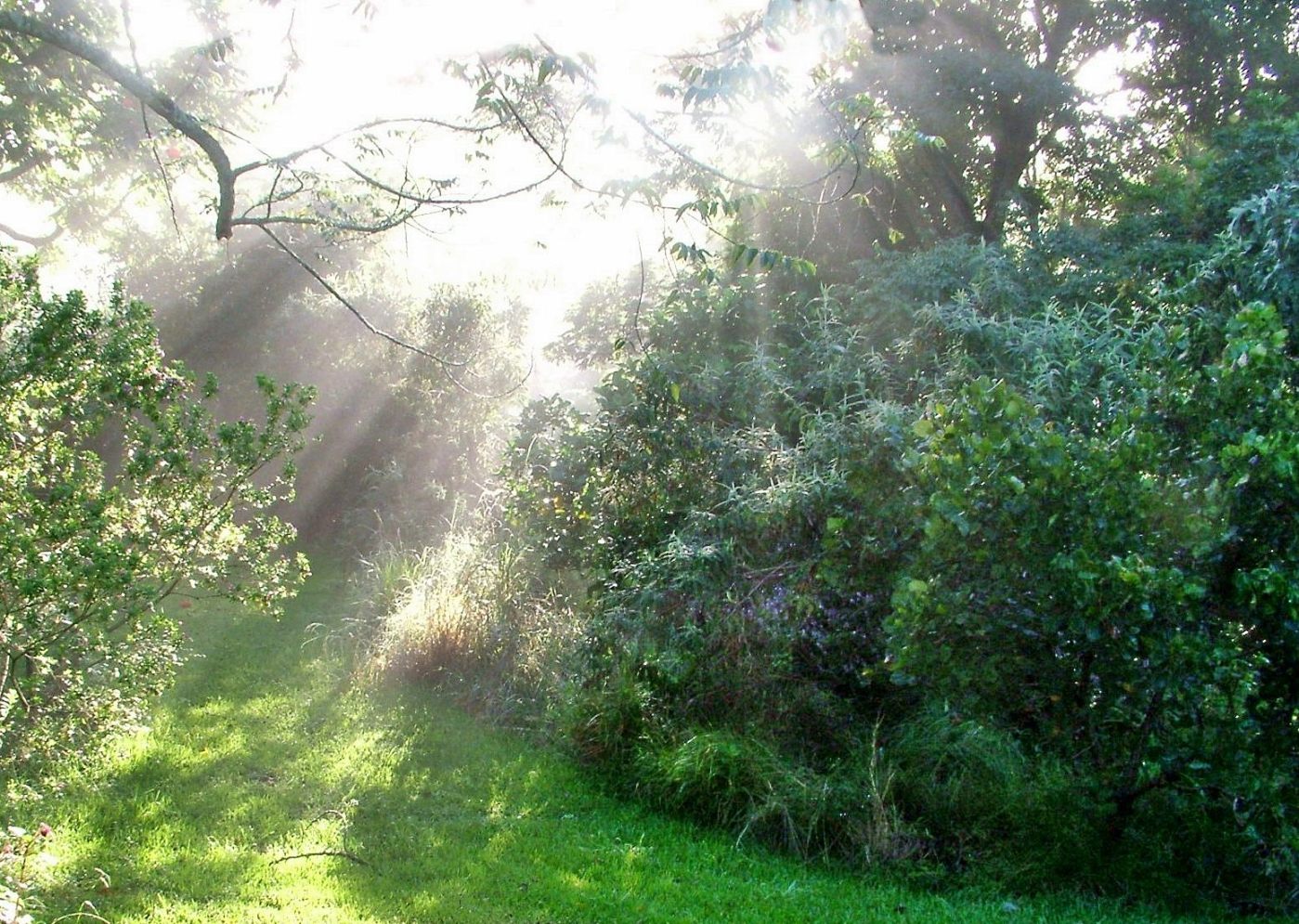 Early morning ambience in the garden