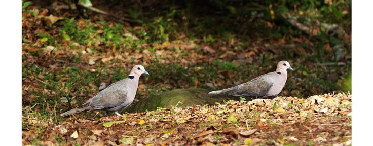 redeyed-dove-pair-suburban-garden