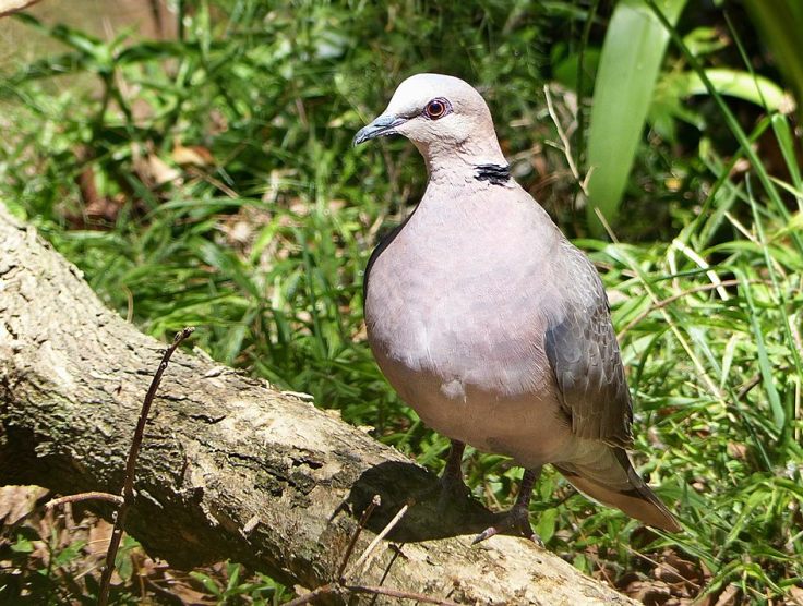 redeyed-dove-suburban-garden-south-africa