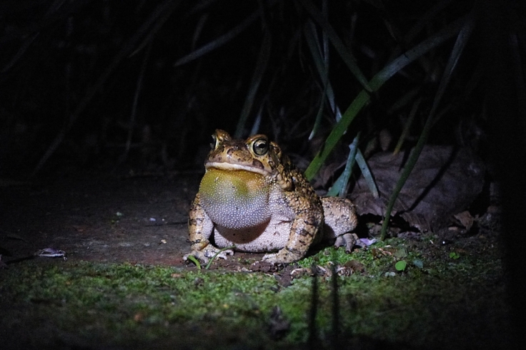 Toad calling at night in wildlife garden